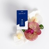 image:imageCapri Blue Pura Smart Home Plugin Diffuser Refills  Includes 2 Capri Blue Pura Refills for Plug In Diffusers for Home  Long Lasting Luxury Scents  Holiday Volcano Pack of 2Aloha Orchid